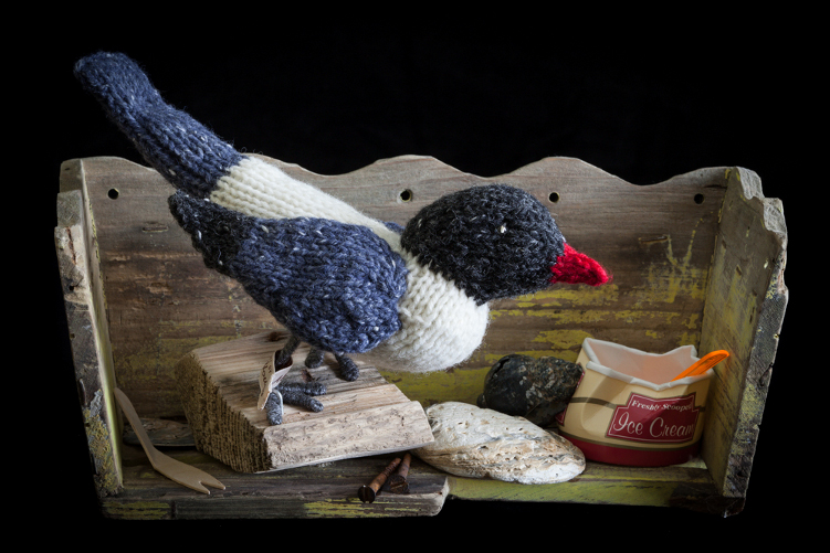 black headed gull and ice cream