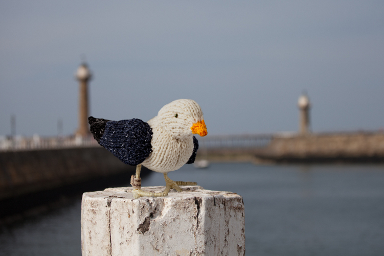 Gull at Whitby